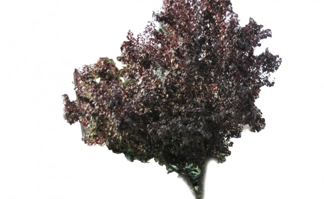 Śliwa wiśniowa 'Nigra' DUŻE SADZONKI 200-250 cm, obwód pnia 8-10 cm (Prunus cerasifera)